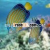 Blue line Angle,  Ornament Fish