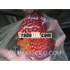 Bulldog Rafflesia Discus Fish