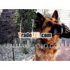 ELECTRIC NETS for dogs and other animals/ NETTING / FENCING / ELECTRIC NET for poultry
