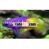 royal gramma Gramma loreto Aquarium Fish