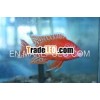 Cichlids