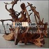 Mangrove,  driftwood