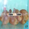 Leopard Snake 05 Discus Fish