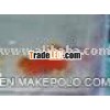 tropical live fish