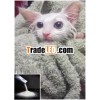 lactic acid bacteria for pets of High quality of Japan dispenser food for cats
