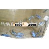 Cichlid