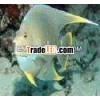 Angel Blue Holacanthus Isabelita
