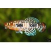 Killifish