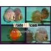 Discus