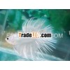 Crowntail Betta