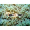 Live Cultured Coral-Sarcophyton