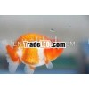 Side View Ranchu