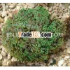 Euphyllia spp