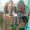 Leopard Snake 07 Discus Fish