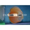 Discus Fish 2" size