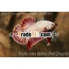 Live Betta (Plakat) Exotic Color,  Red Dragon