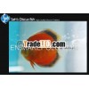 San Merah Discus Fish