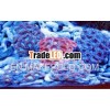 Aquarium Coral