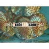 discus