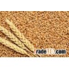 Wheat
