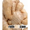 5%  6%  8% Ginger Root plant extract