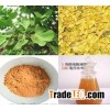 Ginkgo Biloba Leaf plant Extract