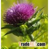70% 80% 95% 98% Milk Thistle plant Extract