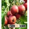 UV Schisandra Extract