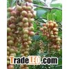 Schisandra plant Extract