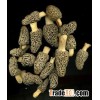 Supply Morchella Mushrooms, China Morchella Mushrooms.