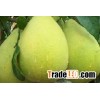 90%- 98% Naringin plant extract