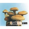 lentinus edodes && mushroom spawn