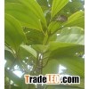 10% Cinnamon Bark plant  Extract