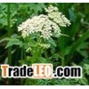 40%-98% Common Cnidium Fruit plant extract