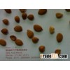 apricot kernel (Prunus armeniaca/ Armenian plum)