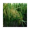 sell rice and paddy