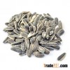 Sunflower Seed