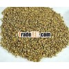Green Millet