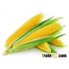 Maize