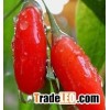 20%, 40%, 60% Barbary Wolfberry Fruit plant extract