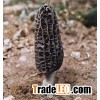 Supply Morchella Conica, China Morchella Conica.