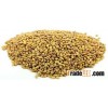 Alfalfa Seed