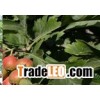 20%-90% Hawthorn Leaf plant Extract