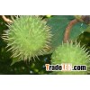 18% 20% Chinese Buckeye Seed plant Extract