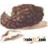 10:1  Indian Bread plant Extract