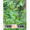 10:1 ArctiumlappaL. plant extract