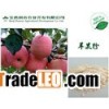 Apple powder