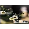 Feverfew Extract Plant Extract