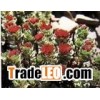 Rhodiola Rosea PE