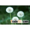 Dandelion Extract